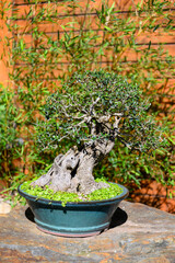 Bonsai with a rough stem in a bowl on a stone.