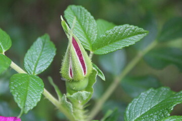 close-up of a red rose Bud on a branch with green foliage 