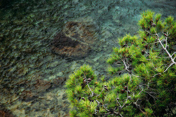 Top view on the bottom of the sea with the pine tree 