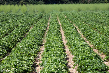 Fototapeta na wymiar strawberry field 