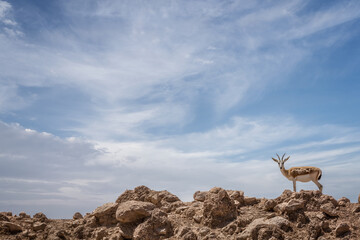 deer in the desert