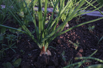 Obraz premium onions in the garden