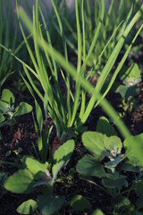 green grass in the pond