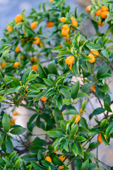 Small orange tangerine fruit outdoors on a tree.