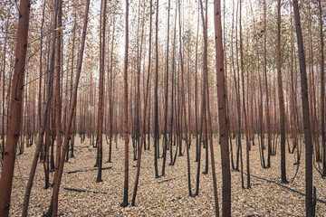 Eucalyptus pattern forest after fire with blue sky and autumn colors