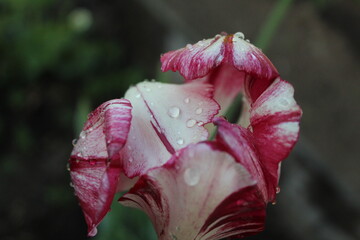 red flower in the garden