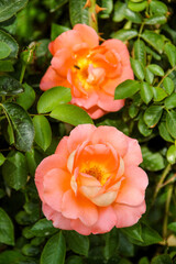 Tea rose of rose color surrounded by green leaves in a garden