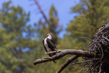 Osprey Family