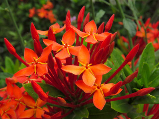 Santan flowers