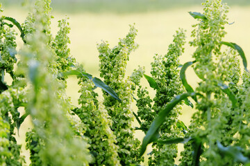 Curly Dock weed shows green texture of plant close up.