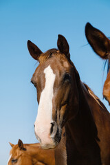 Brown horses close up on farm shows head of farm animal with blue sky background.