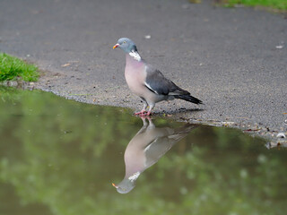 Wood pigeon, Columba palumbus, single bird by water, Warwickshire, June 2020