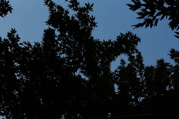 Tree background. Sky wallpaper.