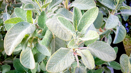 Closeup of Salvia officinalis, commonly known as sage