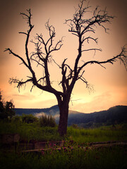 Fototapeta na wymiar A backlit silhouetted tree