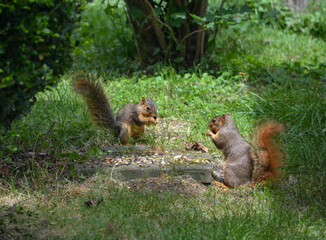 Earl Squirrel and Family
