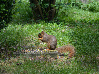 Earl Squirrel and Family