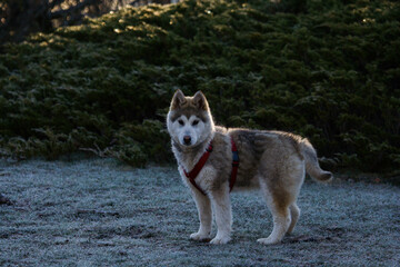 Perro husky en diferentes posiciones