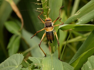 Armoured bush cricket (Acanthoplus discoidalis) - big katydid climbing on green leaves, Etosha National Park, Namibia