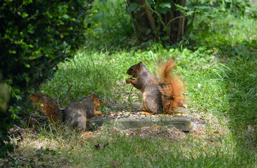 Earl Squirrel and Family