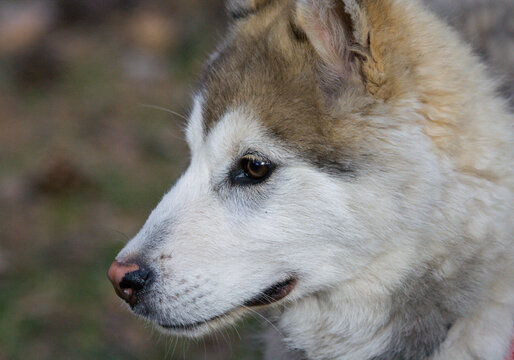 Perro husky en diferentes posiciones