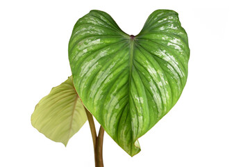 Close up of single leaf with silver pattern of rare tropical 'Philodendron Mamei' houseplant isolated on white background © Firn