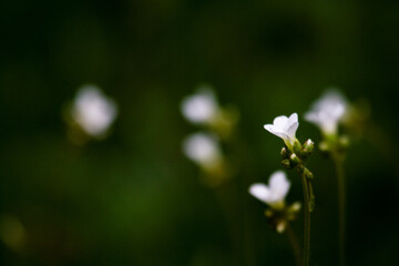 Macro fotograf&iacute;a de variedad de flores silvestres