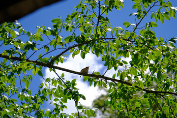 squawking bird