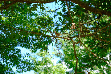 Fototapeta na wymiar small bird on a branch