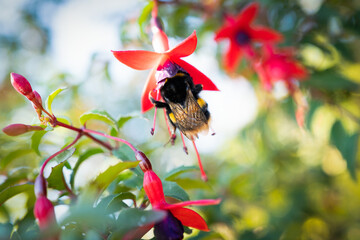 A large bumblebee on a pinky red and purple fuchsia flower. Seen from below looking up towards the...