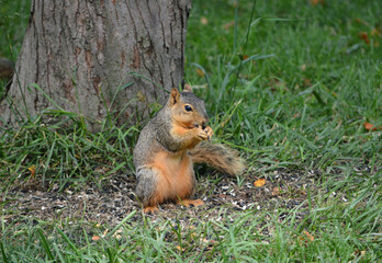 Earl Squirrel and Family