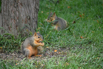 Earl Squirrel and Family