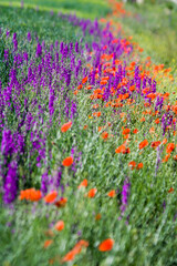 Floración primaveral de amapolas y lavandas