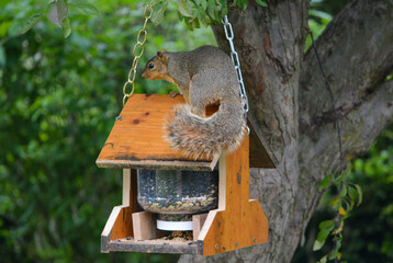 Earl Squirrel and Family