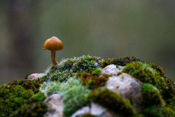 Detalle en macro de setas y hongos en el bosque