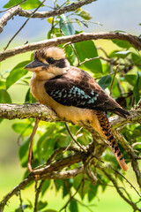 Close up of a Laughing Kookaburra on tree branch
