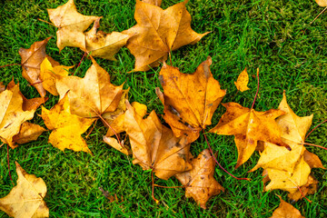 Autumn leaves on green grass