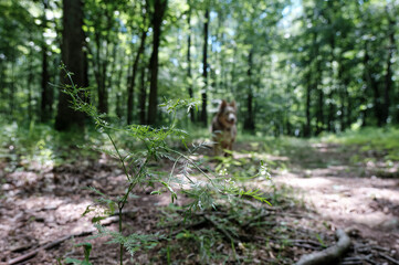 sapling with dog in background