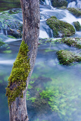 detalle de musgo en tronco de arbol junto al r&iacute;o