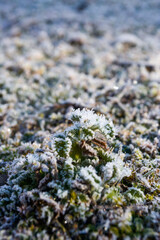 Escarcha sobre la hierba en una fría mañana