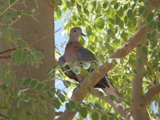 Laughing dove (Spilopelia senegalensis) - a small pigeon perched on the tree, Namibia