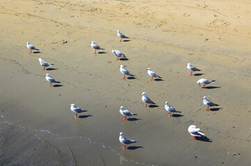 Seagulls on the beach in Sydney, Australia