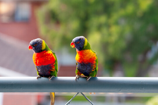 A colourful pair of vibrant Australian Rainbow Lorikeets on a balcony. Gosford Australia.