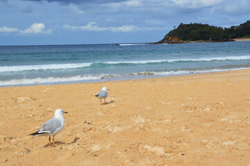 Seagull on the beach, Sydney, Australia