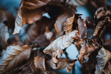 Leaves in autumn