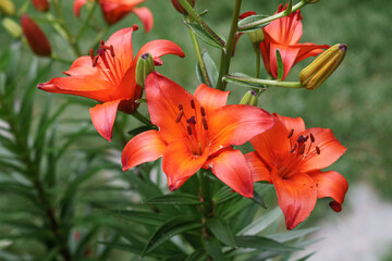 An exotic looking lily flower 