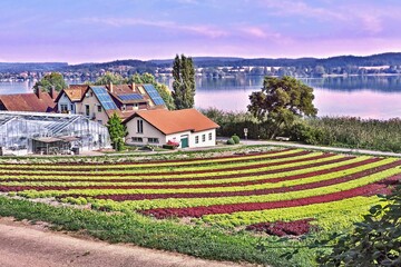 Vegetables and salad island "Reichenau" on the Bodensee with large grown lettuce salads in rows next to each other and alternately in green and next red salad. Behind a partial section of Lake Constan