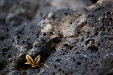 Leaf on a Stone