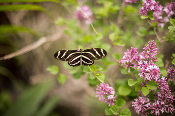 Black and white butterfly