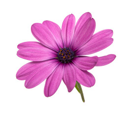 Osteospermum or african daisy withe purple petals isolated on the white